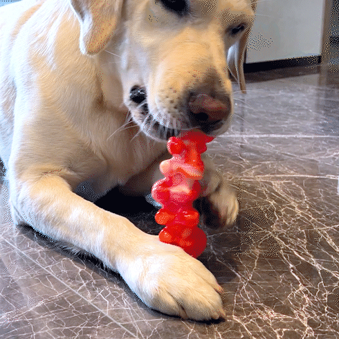 Fuufome Double Color Flame Bone, 2-piece set Chew Dog Toy