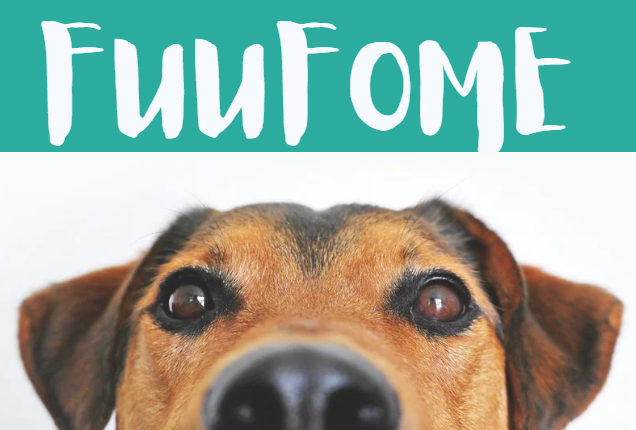 Use our pet toys to add fun to your furry friend's playtime!