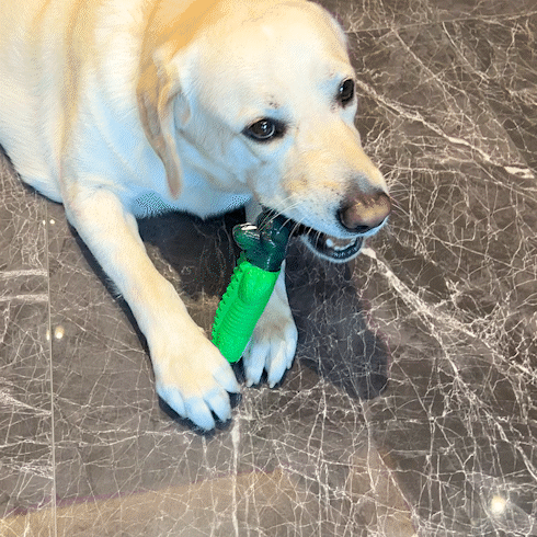 Fuufome Green Crocodile Chew Dog Toy