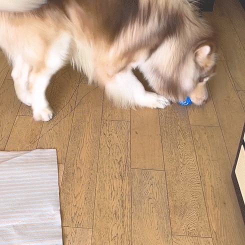 Fuufome Interactive Intelligent Waterproof Electric Dog Ball