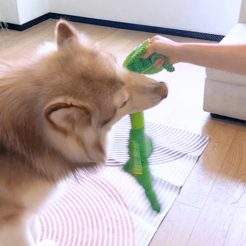 Fuufome Stretching Crocodile  Squeaky Plush Dog Toy
